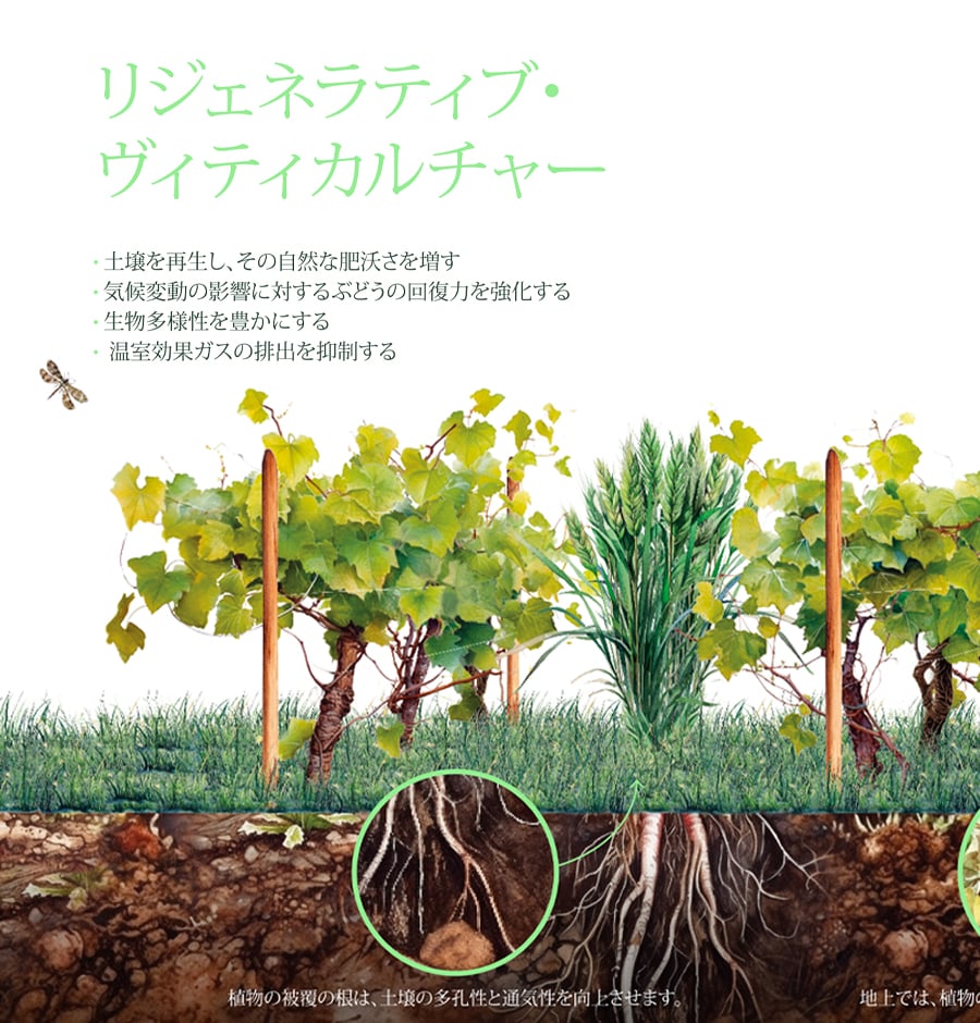 BSR-JP1.jpg