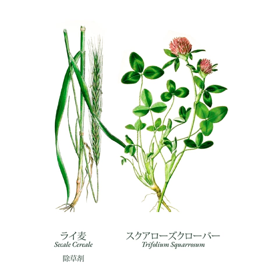 BSR-JP4.jpg 