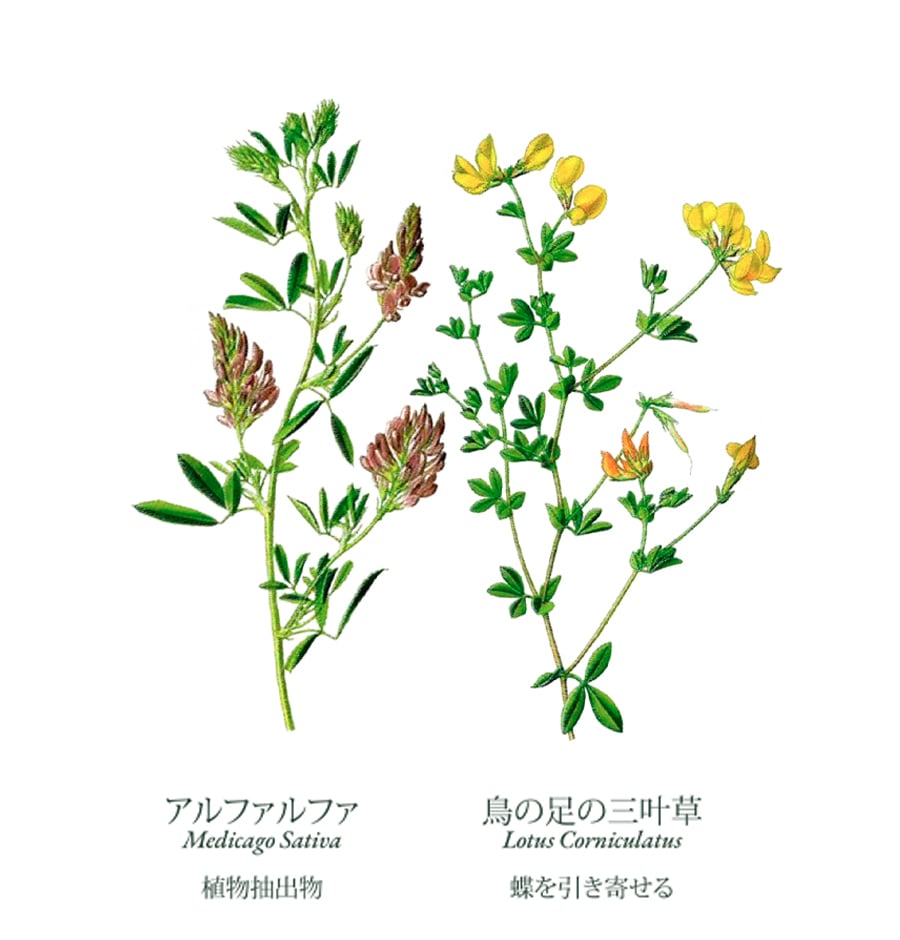 BSR-JP6.jpg (31