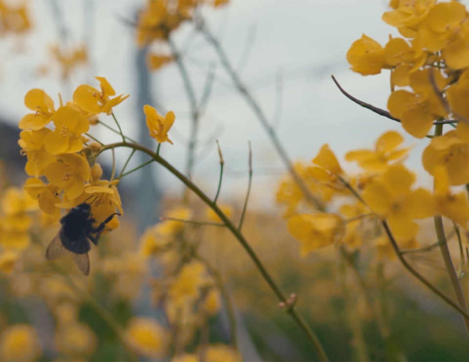 BSR flowers and bee
