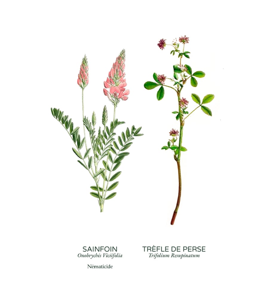 Couverts végétaux fleuris