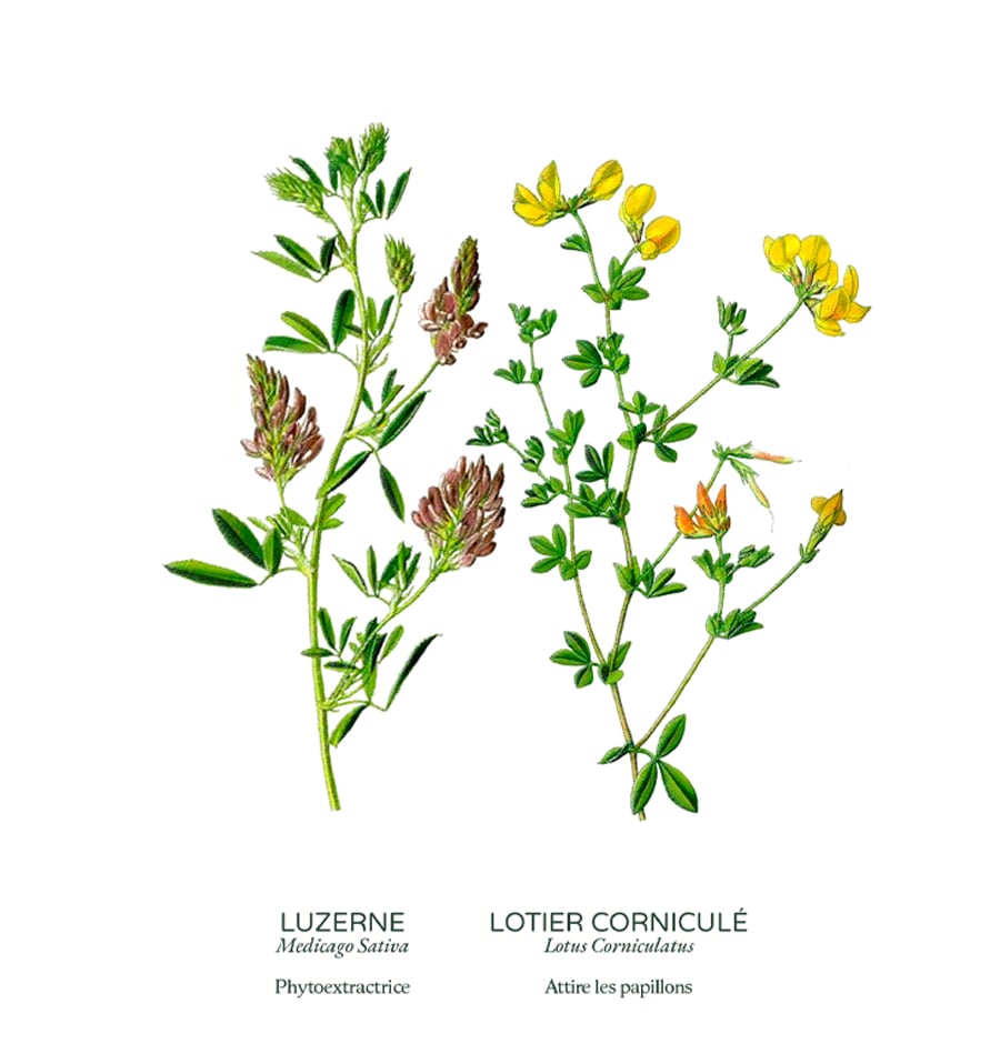 Couverts végétaux fleuris