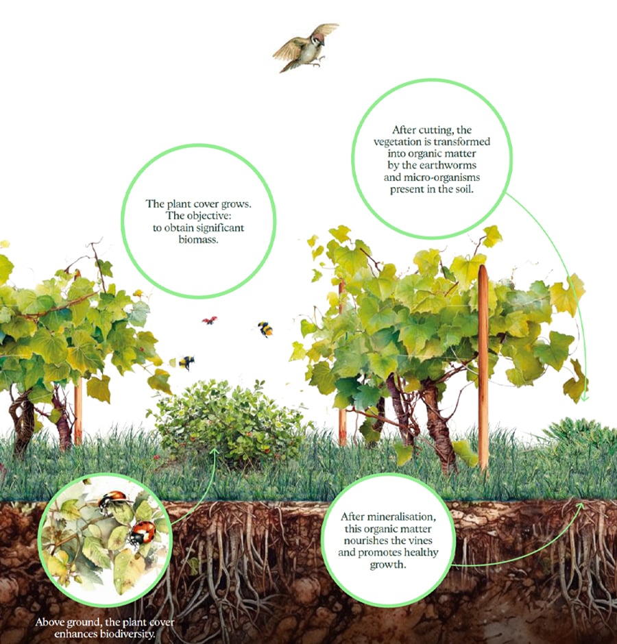 Regenerative Viticulture