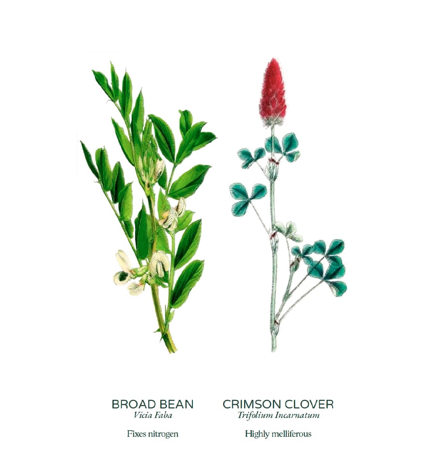 Biomass cover crops