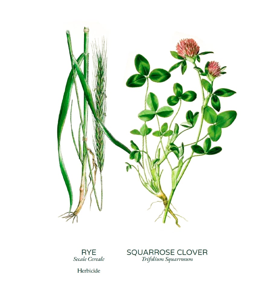 Biomass cover crops