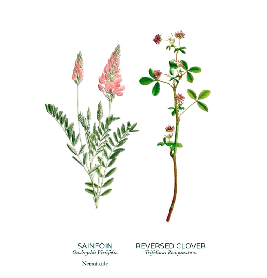 Flowering cover crops