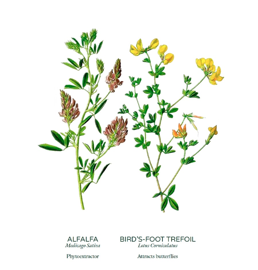 Flowering cover crops