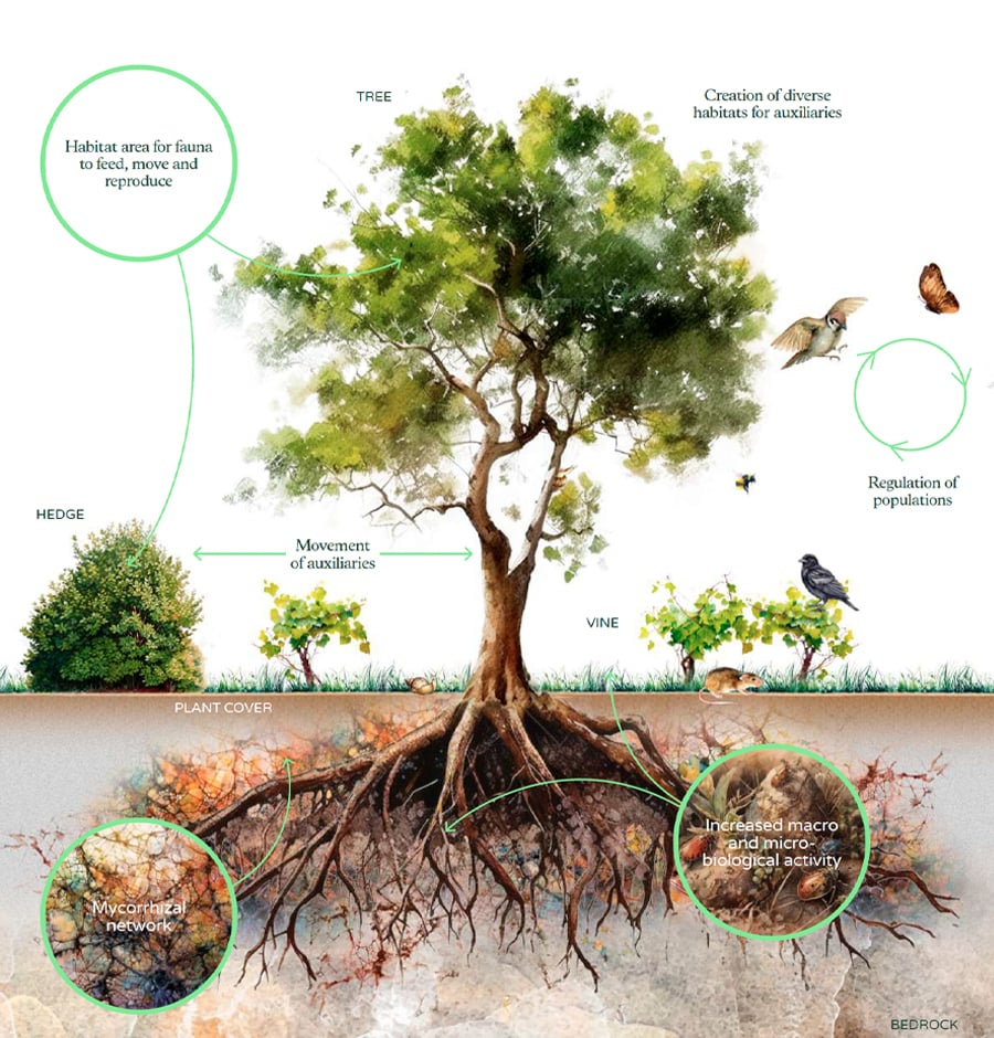 Vitiforestry