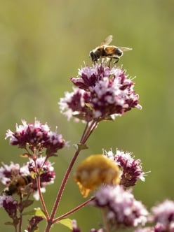 biodiversity