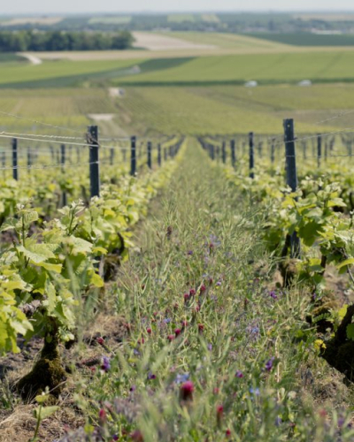Chardonnay Journey