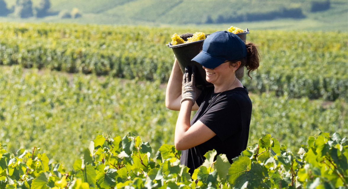 Vineyards