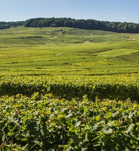 Harvest Chardonnay Journey