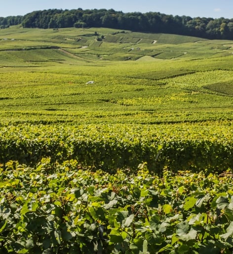 Harvest Chardonnay Journey