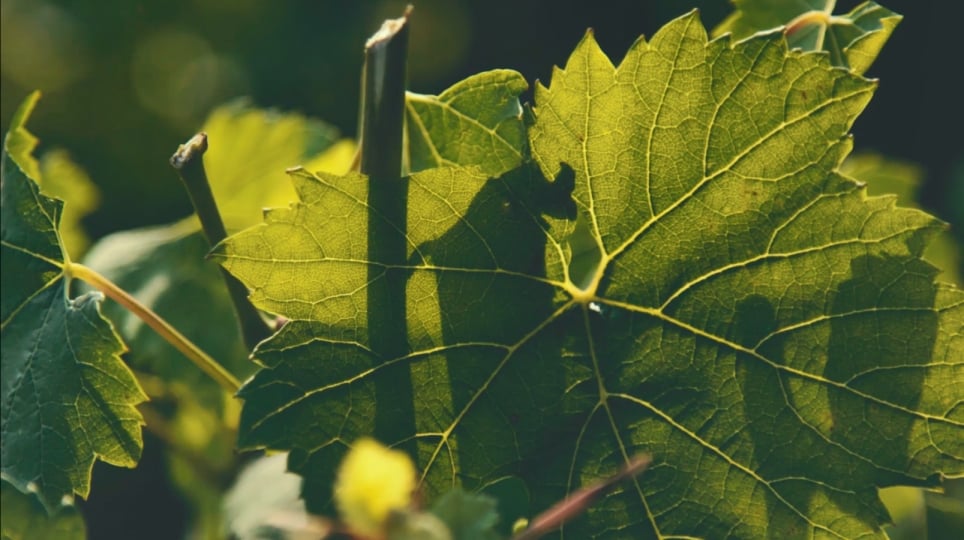 vignes