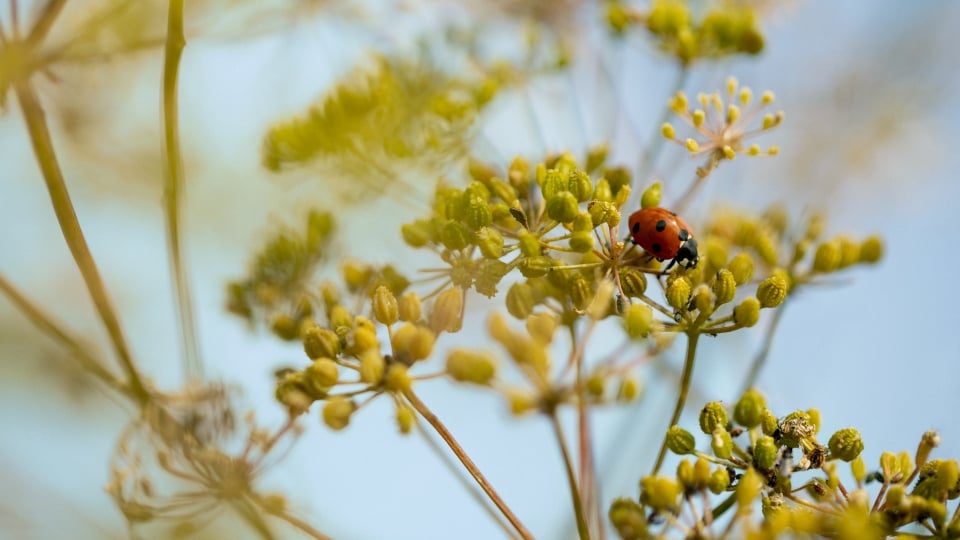 Biodiversity