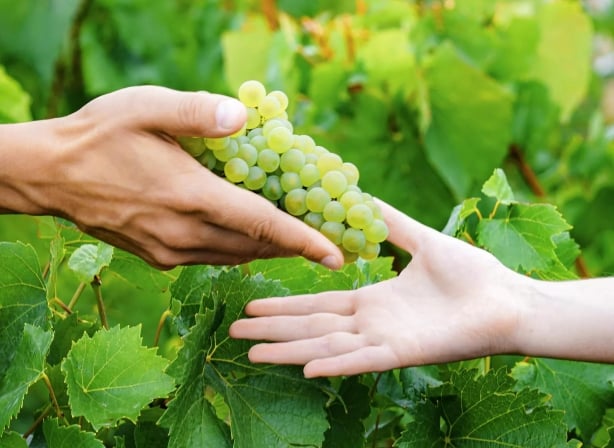 Harvesting grapes