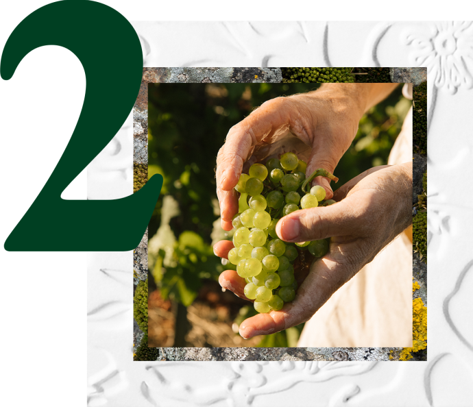 sustainable viticulture