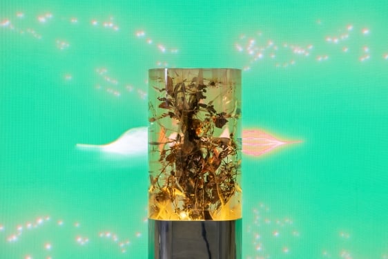 Plant Pulses