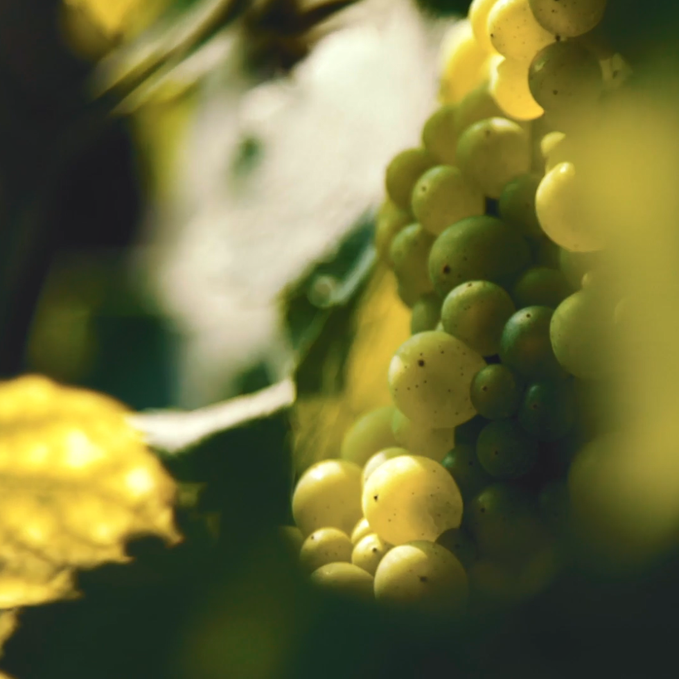 Cuvée Video Blanc de Blancs 