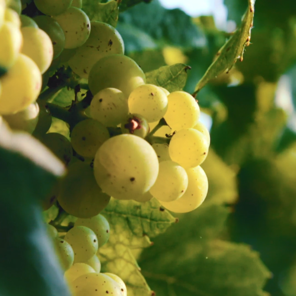 Cuvee Video- Perrier-Jouet Blason Brut